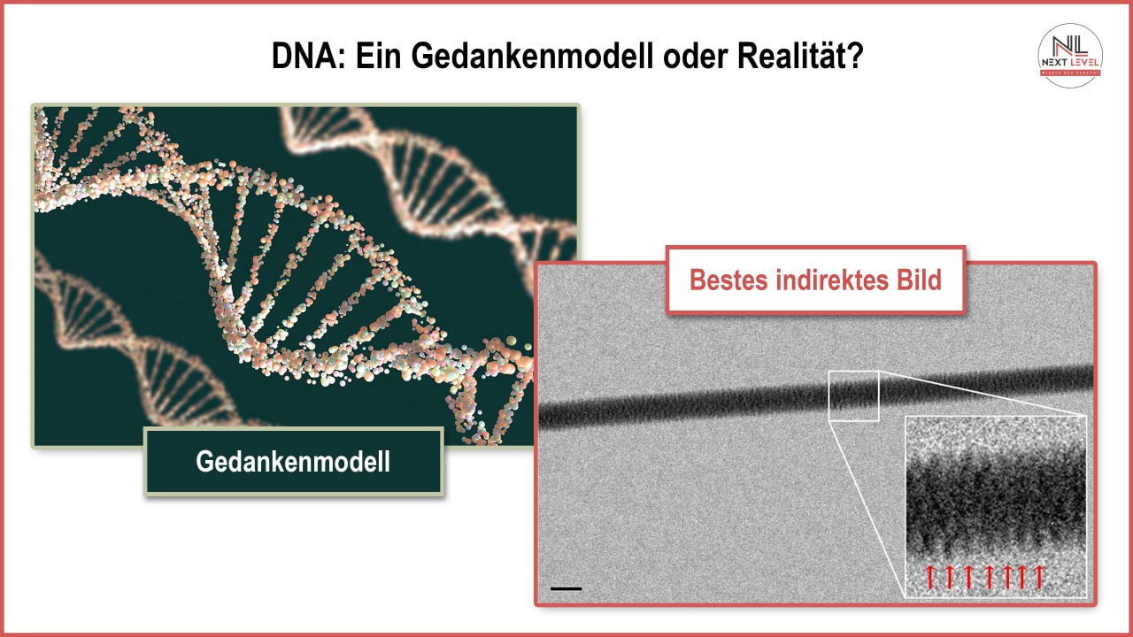 TEM-Aufnahme von DNA-Fasern (Gentile et al., 2012)