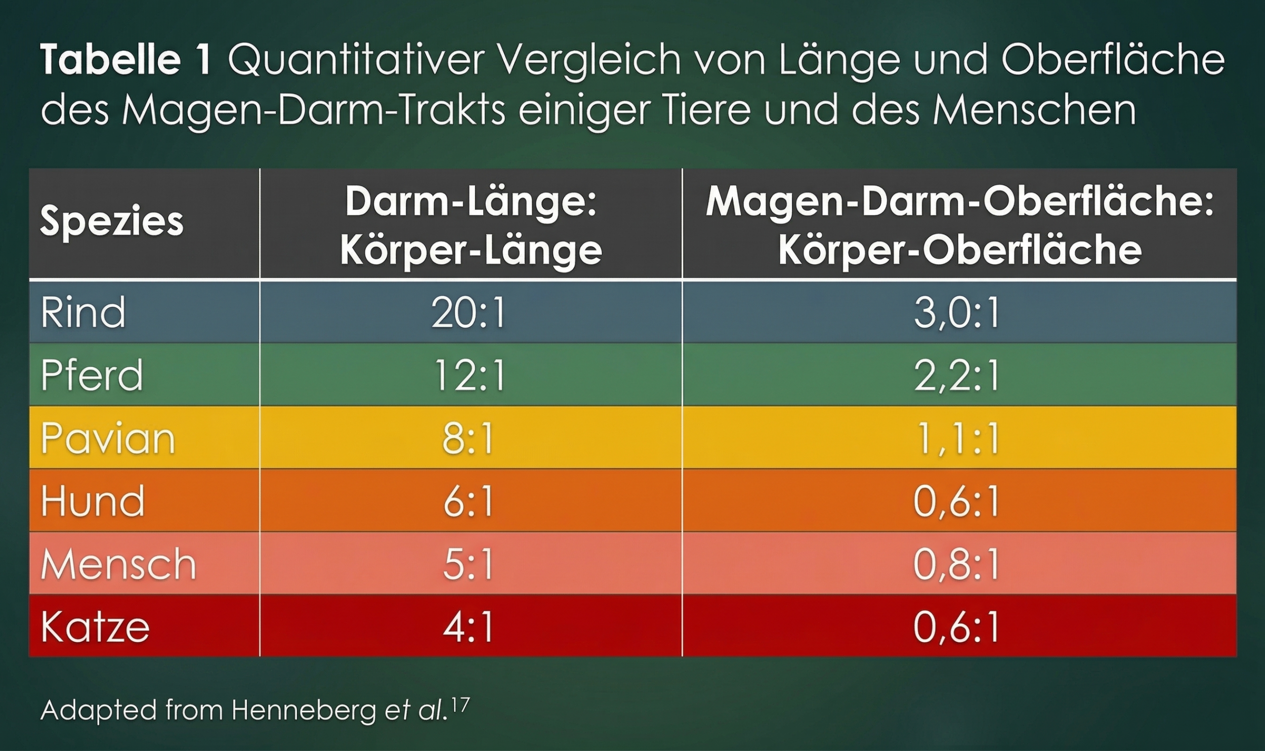 Darmlängen-Verhältnisse verschiedener Spezies im Vergleich zum Menschen — Mann (2007)
