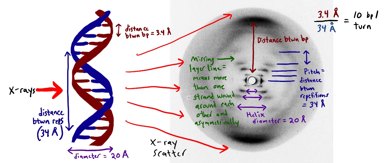 Photo 51 – Röntgenkristallographie-Aufnahme von Rosalind Franklin und Raymond Gosling (1952)