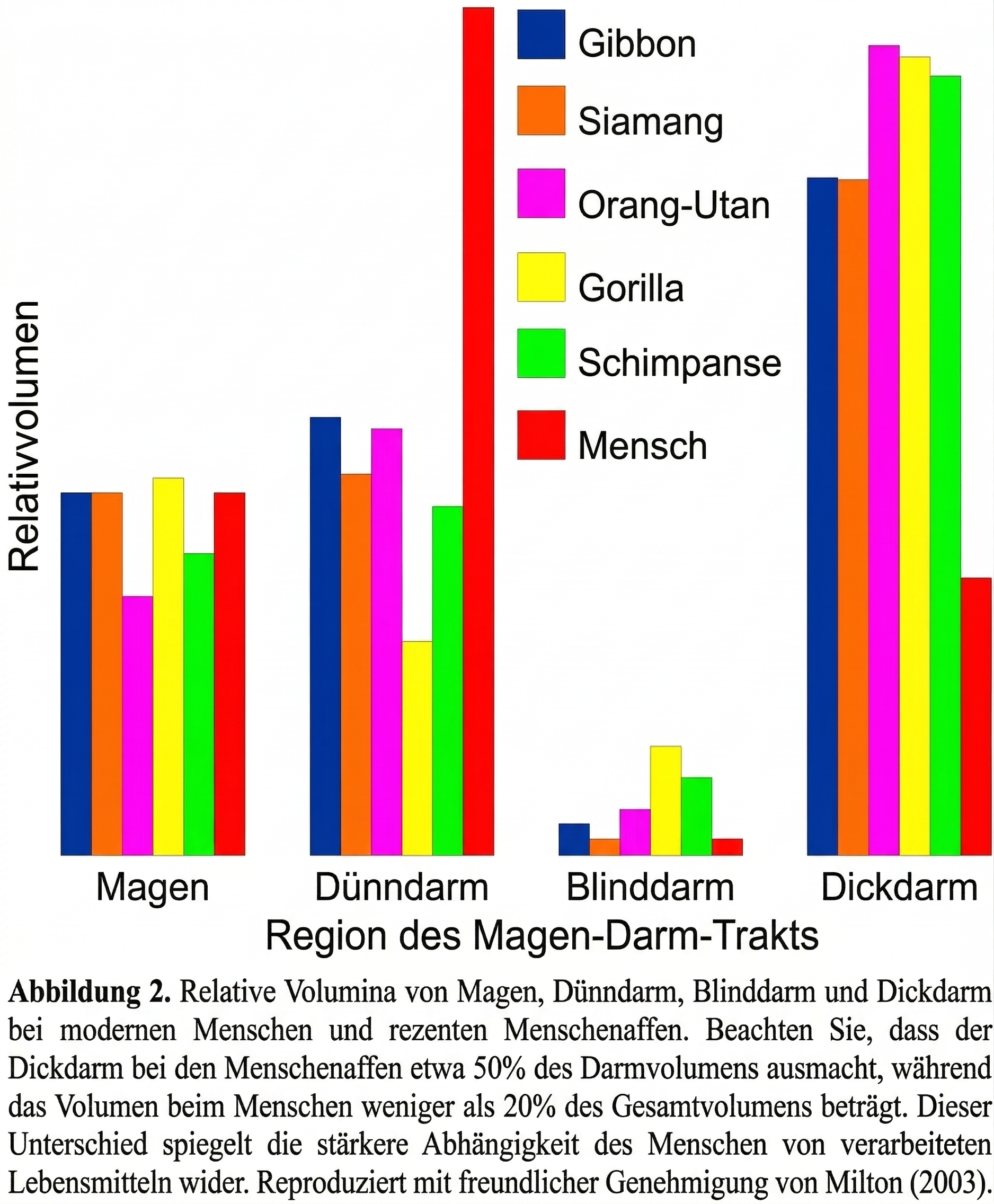 Relativvolumen der Verdauungsorgane — Mensch vs. Pflanzenfresser vs. Fleischfresser