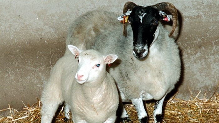 Dolly, das Schaf, und ihre schottische Blackface-Leihmutter.